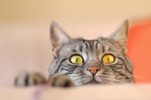 Curiosity Doesn’t Kill Cats, It Wins Deals
